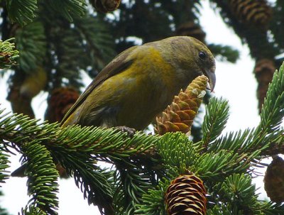 Red Crossbill