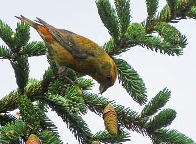 Red Crossbill