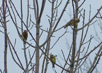 Red Crossbill