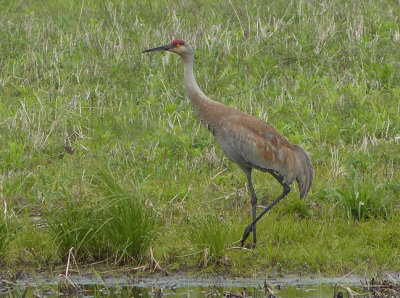 Sandhill Crane