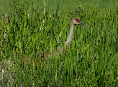 Sandhill Crane