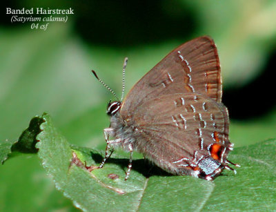 Banded Hairstreak