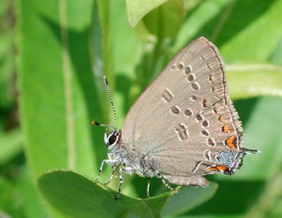 Edwards' Hairstreak