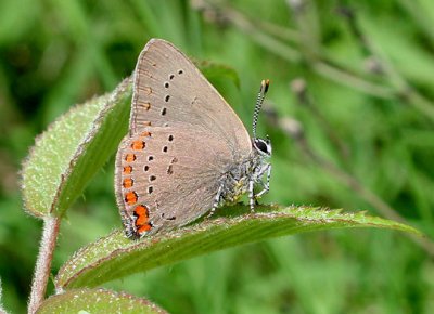 Coral Hairstreak