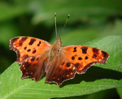 Eastern Comma