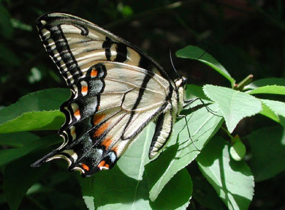 Eastern Tiger Swallowtail