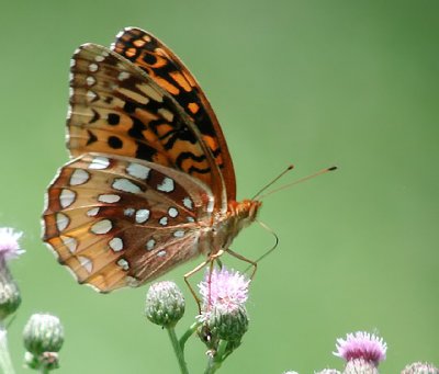 Great Spangled Fritillary