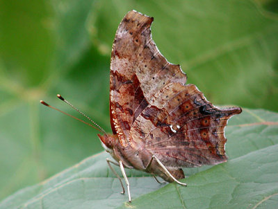 Question Mark underside