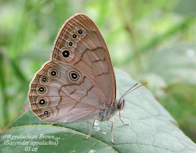 Appalachian Brown