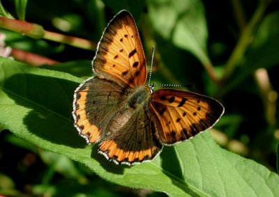 Bronze Copper