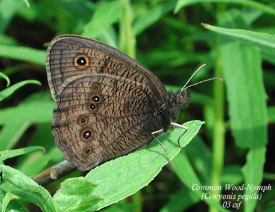 Common Wood-Nymph