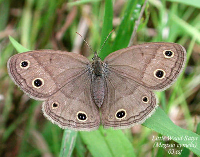 Little Wood-Satyr