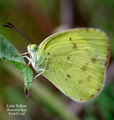 Little Yellow