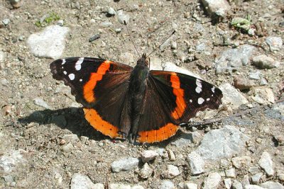 Red Admiral