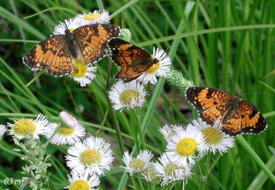 Checkerspots