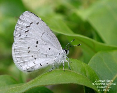 Summer Azure