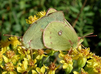 Clouded Sulphurs mating