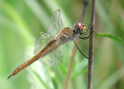 Wandering Glider