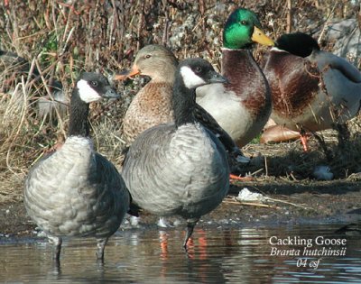 Cackling Geese and Mallards
