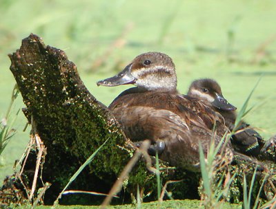 Ruddy Duck female with young