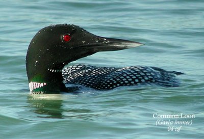 Loons, Grebes, Herons, Rails, etc.