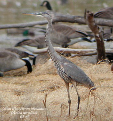 Great Blue Heron - immature
