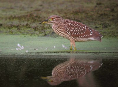 Black-crowned Night-Heron