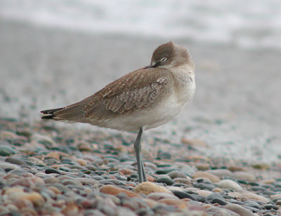 Willet napping