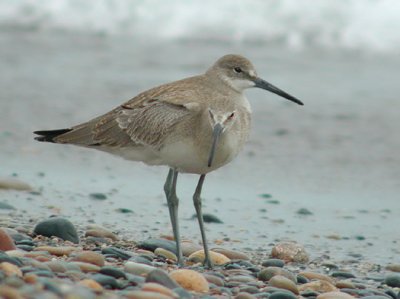 How many Willets?