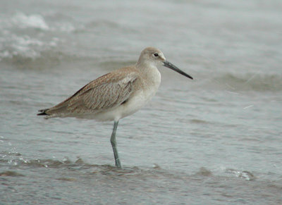 Willet