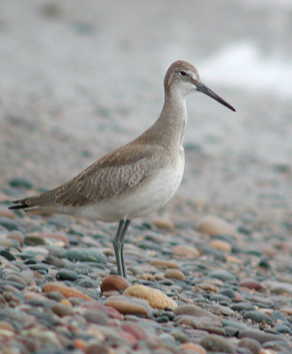 Willet