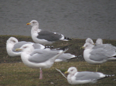 Lesser Black-backed Gull