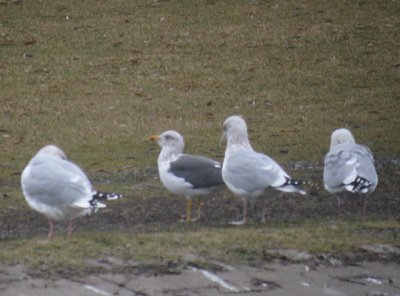 Lesser Black-backed Gull