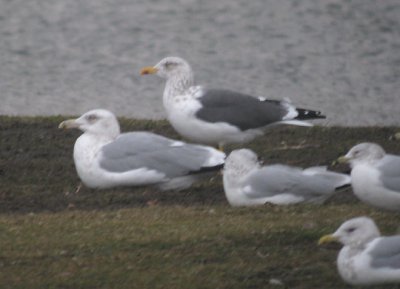 Lesser Black-backed Gull
