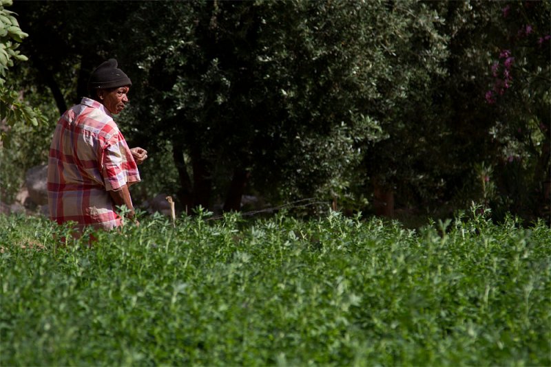Local farmer