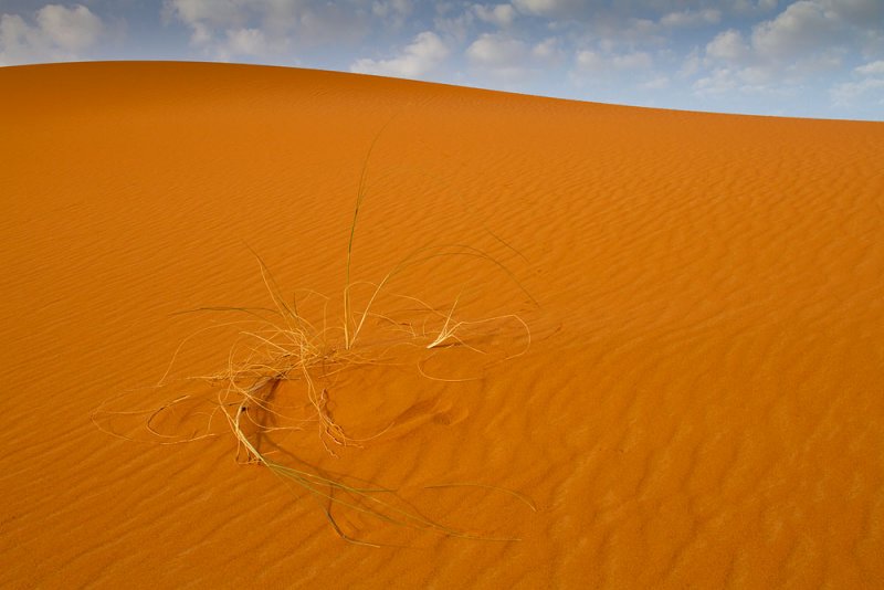 Life in the desert