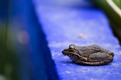 Frog at Majorelle Garden