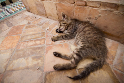 Relaxing cat at The Saadian Tombs