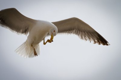 Local Gull