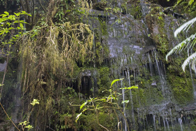 Falls in the Catlins