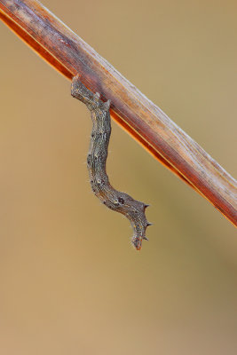 Zale Moth Caterpillar