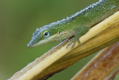 Green Anole