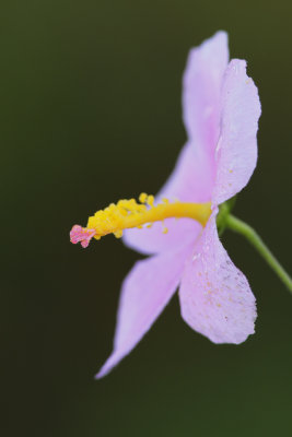 Seashore Mallow