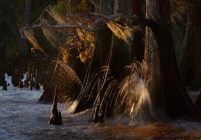 Cypress vs The Elements