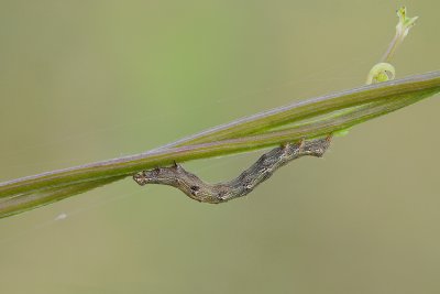 Zale Moth Caterpillar II