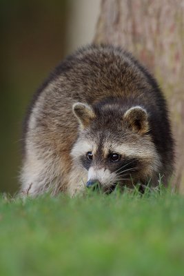 Raccoon