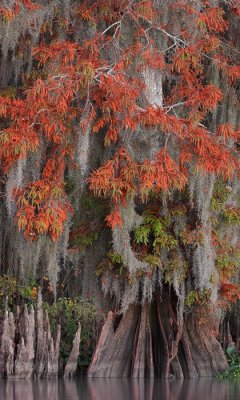 Cypress Autumn 