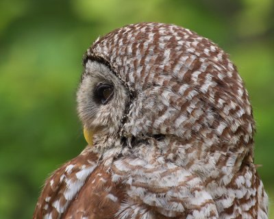 Barred Owl(Side profile)