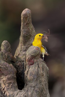 Prothonotary Warbler w/ Nesting Material