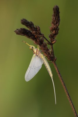 Mayfly